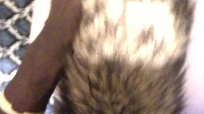 Fox Tail Rear End Plumbing Ginger Teen Point Of Sight (SHE LUVS IT) ;)