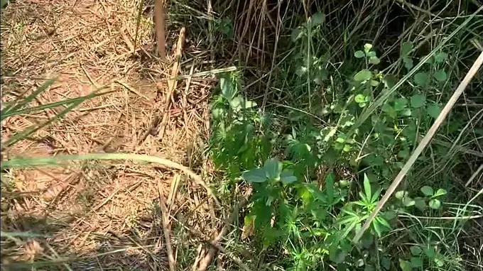 New Indian vid: Forest' Indian Randi hooks up with insane college girls in the jungle