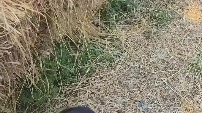 Desi Aunty's Indian housewife wife loves blowing and getting pounded in outdoor gig and udder action